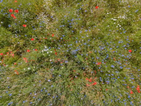 Blumenwiese von oben mit viel sichtbarer Biodiversität