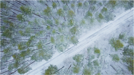 Eine Strasse führt durch einen verschneiten Wald.
