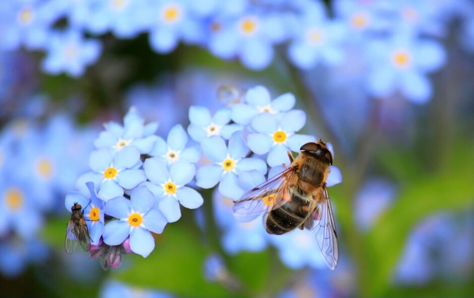 Biene auf blauer Blüte - Insekten als Indikatoren der Biodiversität