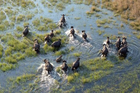 Sinnbild für erfolgreiches Rewilding: Eine Büffelherde rennt durch Sumpfgebiet